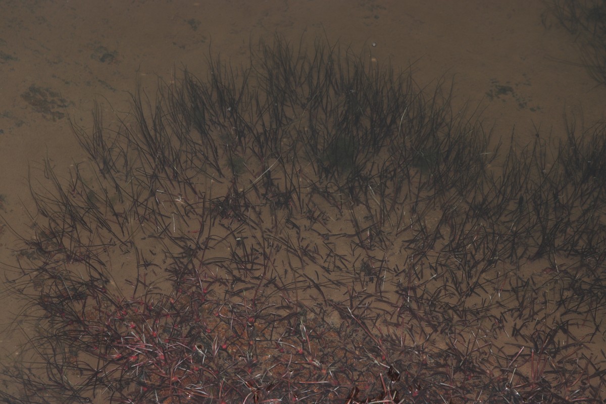 Zeylanidium subulatum (Gardner) C.Cusset